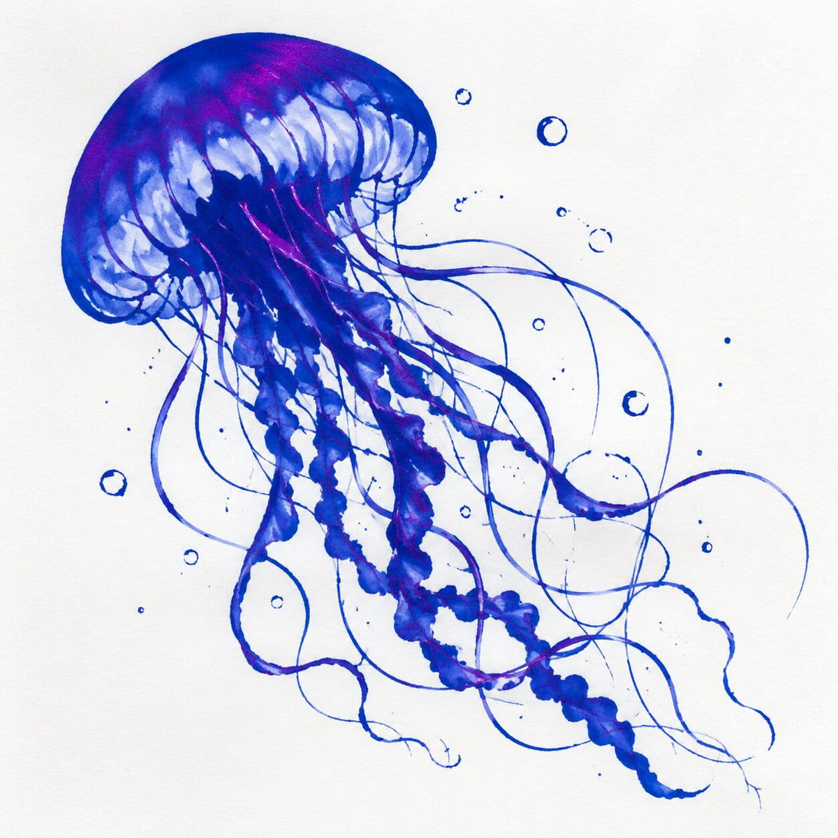 Ink painting of a jellyfish with a blue body with magenta sheen and trailing tentacles on a white background.